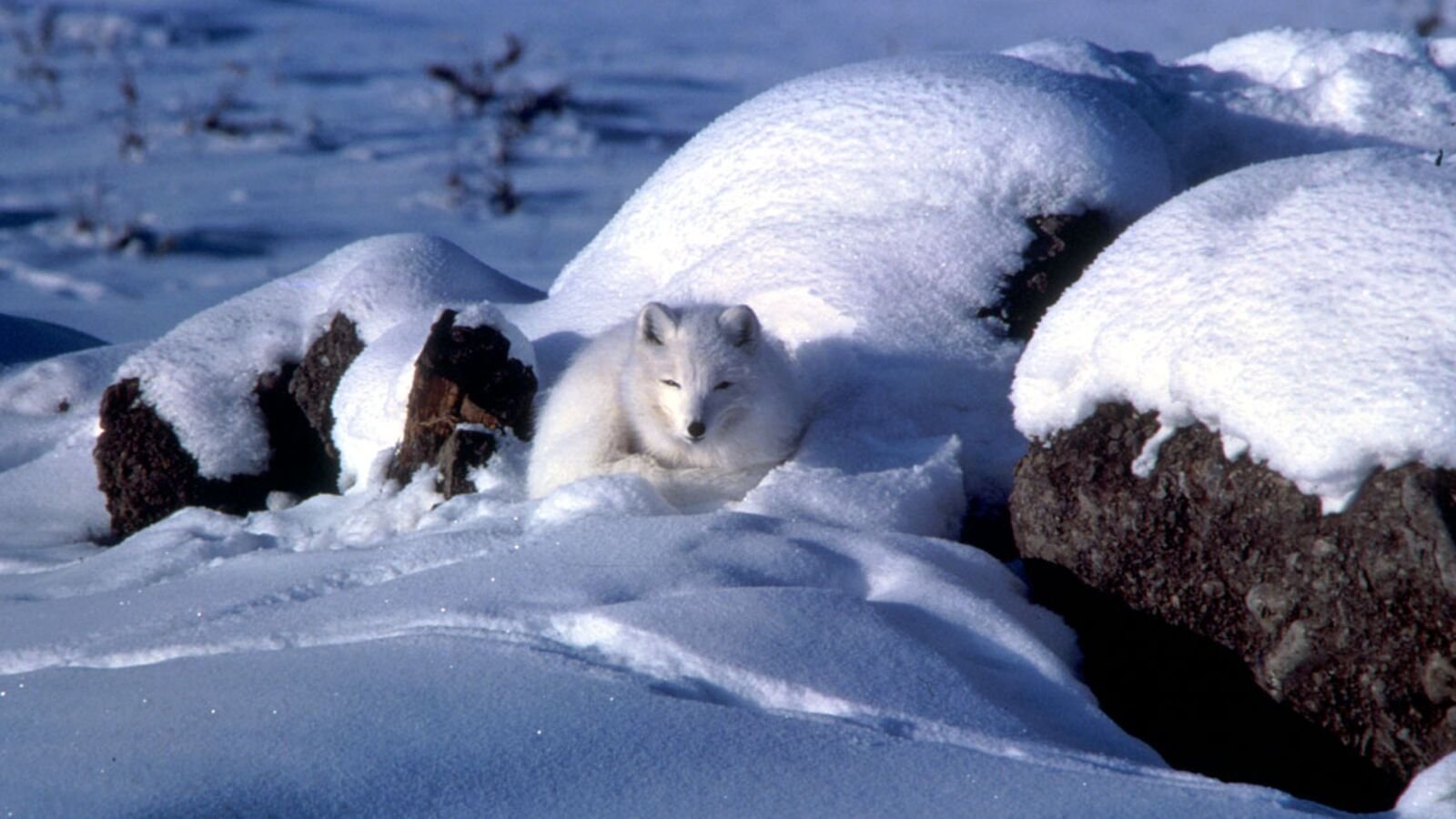 An arctic fox curled tightly into a ball in deep snow, tail wrapped across its face, only its eyes visible