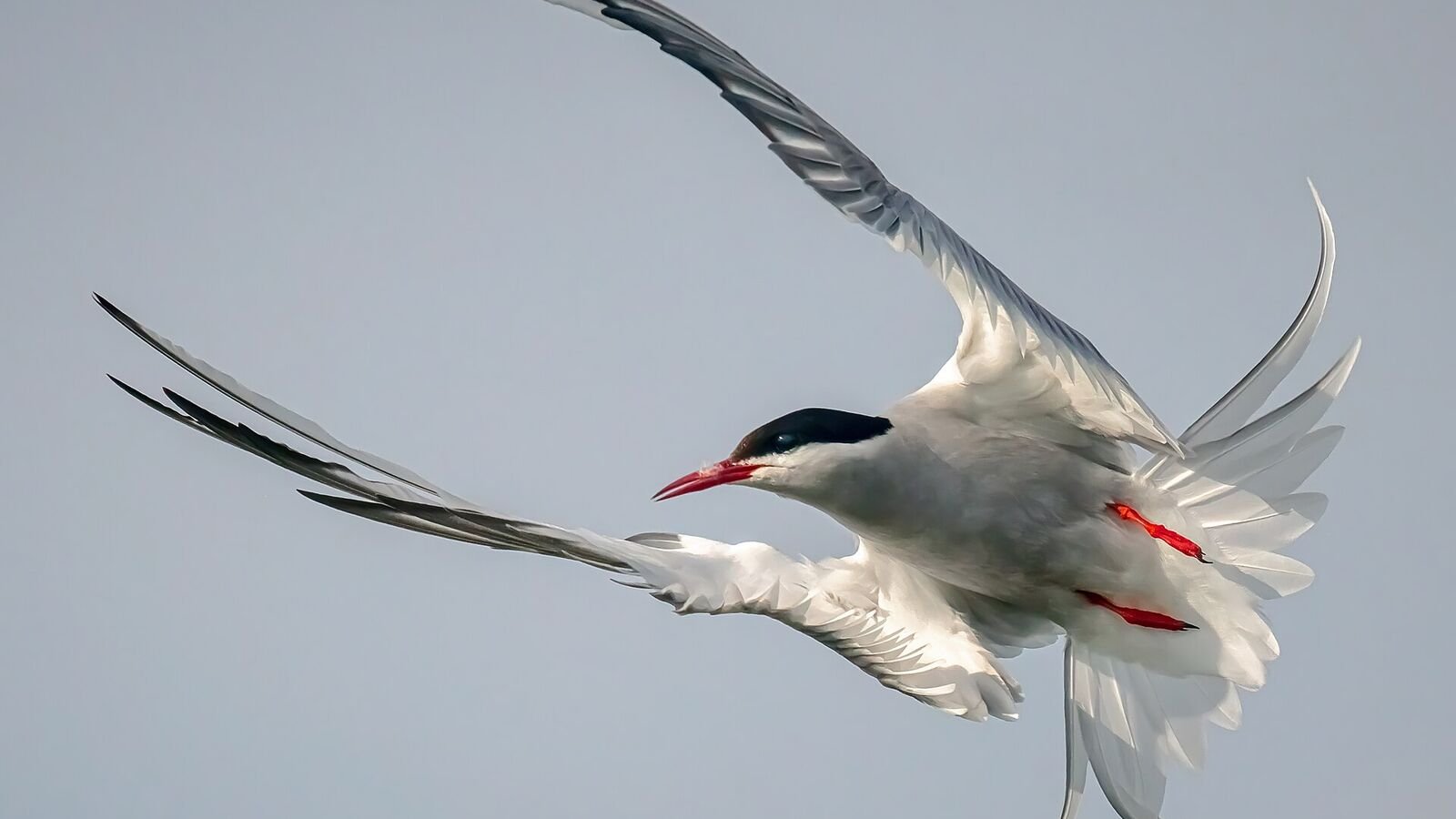 An Arctic tern photographed mid-air against a pale sky, wings swept back and tail streamers trailing as it changes direction sharply.