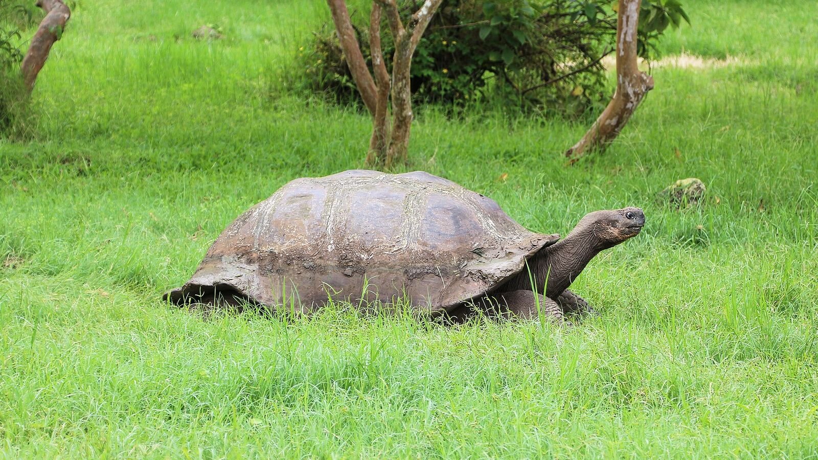 A very large dark tortoise with a heavy domed shell walks through bright green grass, its neck stretched forward, with thin pale tree trunks and shrubs behind it.